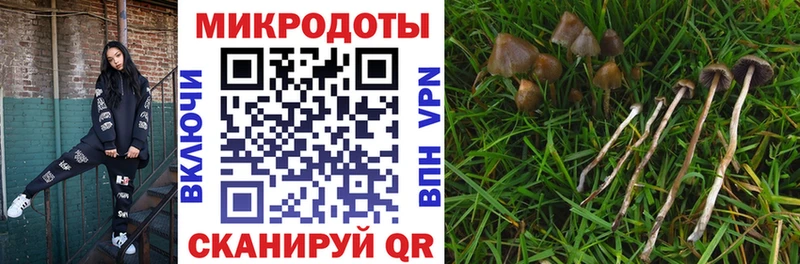 Галлюциногенные грибы Psilocybe  Менделеевск 